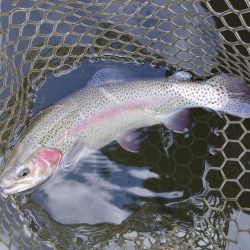 大安トラウトレイク釣果